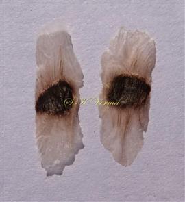  Seeds